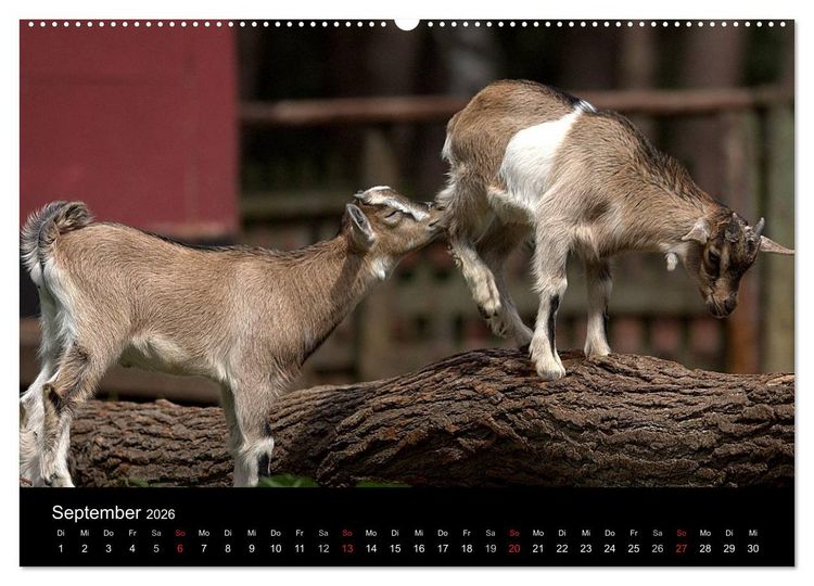 Produktbild: Zwergziegen (Wandkalender 2026 DIN A2 quer), CALVENDO Monatskalender
