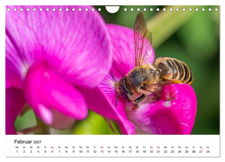 Produktbild: Bunter Nektarrausch - Nektarsammler in leuchtenden Farben (Wandkalender 2027 DIN A4 quer), CALVENDO Monatskalender