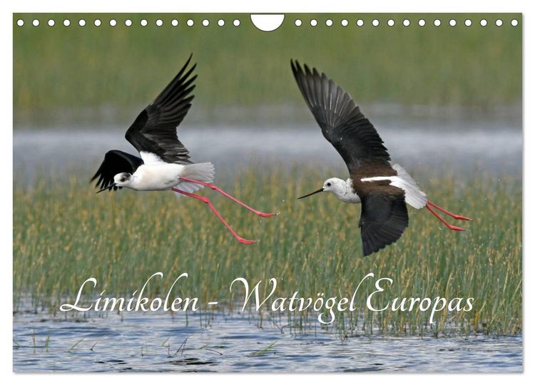 Produktbild: Limikolen - Watv&ouml;gel Europas (Wandkalender 2026 DIN A4 quer), CALVENDO Monatskalender