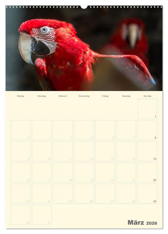 Produktbild: Kunterbunter Papageien-Planer (hochwertiger Premium Wandkalender 2026 DIN A2 hoch), Kunstdruck in Hochglanz