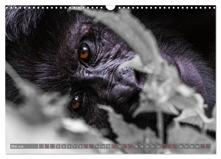Produktbild: Gorillas ohne Nebel (Wandkalender 2026 DIN A3 quer), CALVENDO Monatskalender