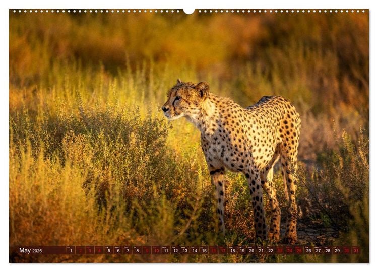 Produktbild: Amazing Cheetahs (High Quality Premium Wall Calendar 2026 DIN A2 landscape),CALVENDO 12 Month Wall Calendar