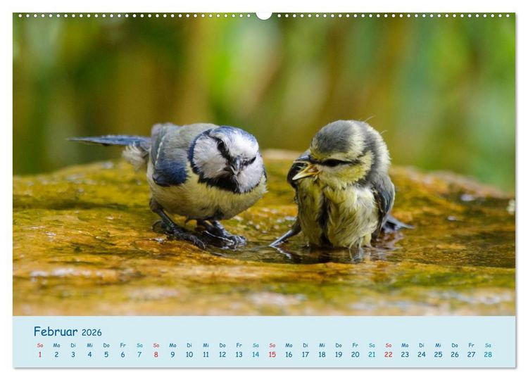 Produktbild: Sommer am Pool - Singv&ouml;gel an der Badestelle (Wandkalender 2026 DIN A2 quer), CALVENDO Monatskalender