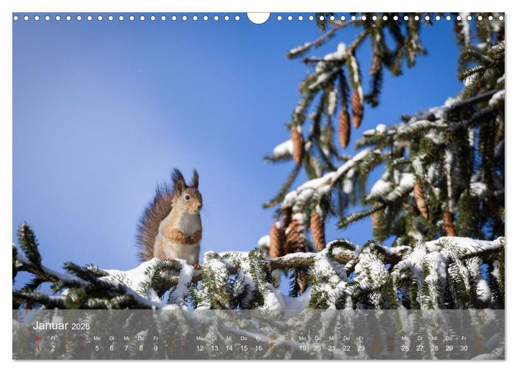 Produktbild: Bezaubernde Eichh&ouml;rnchen (Wandkalender 2026 DIN A3 quer), CALVENDO Monatskalender