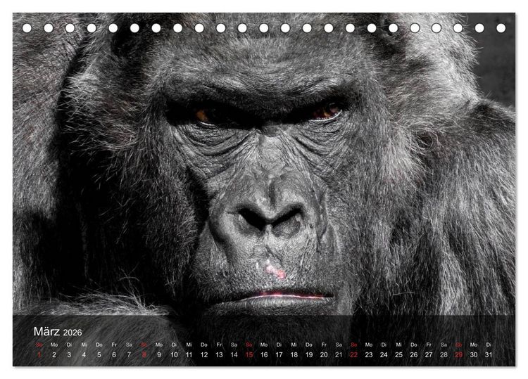 Produktbild: Gorillas. Friedliebende Kraftpakete (Tischkalender 2026 DIN A5 quer), CALVENDO Monatskalender