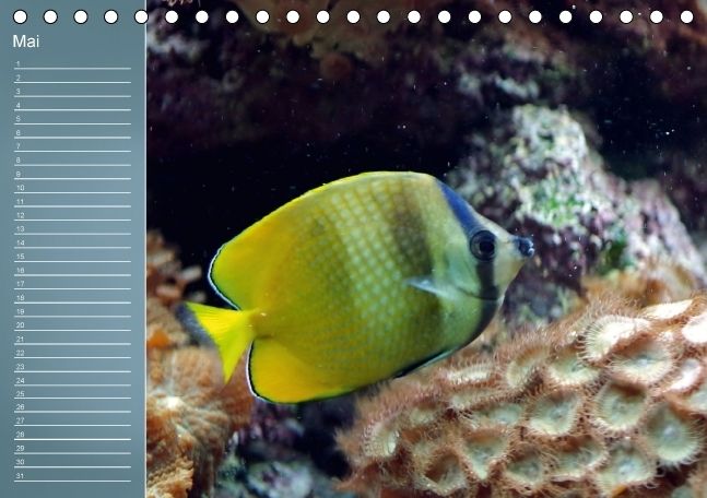 Produktbild: Bunte Riffbewohner - Fische, Anemonen und noch viel mehr (Tischkalender immerw&auml;hrend DIN A5 quer)