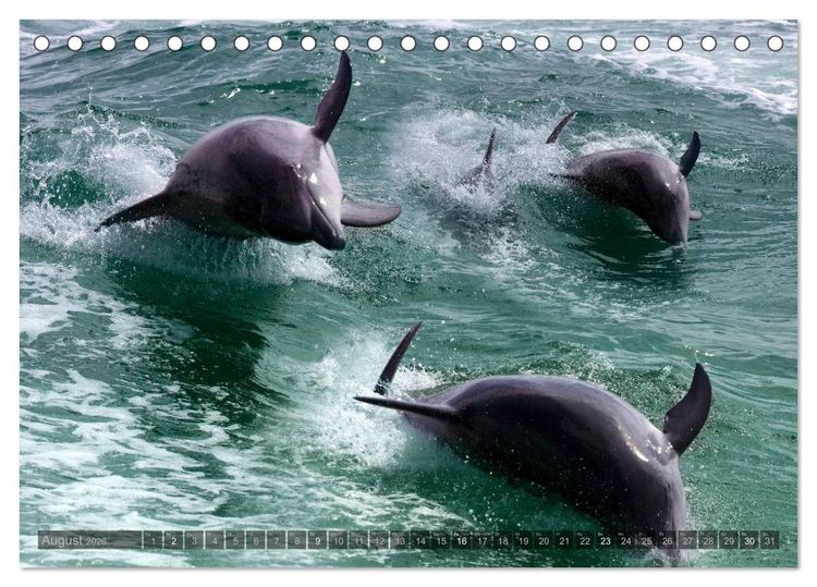 Produktbild: Namibia - Die Tierwelt (Tischkalender 2026 DIN A5 quer), CALVENDO Monatskalender