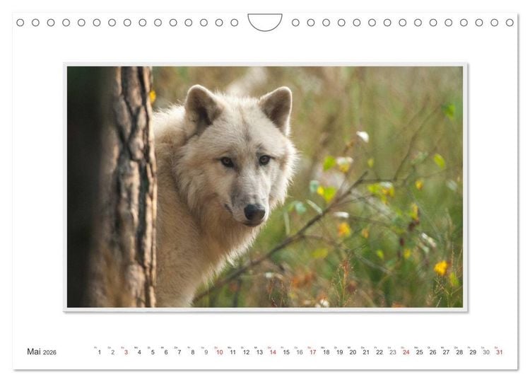 Produktbild: Emotionale Momente: Polarw&ouml;lfe. / CH-Version (Wandkalender 2026 DIN A4 quer), CALVENDO Monatskalender