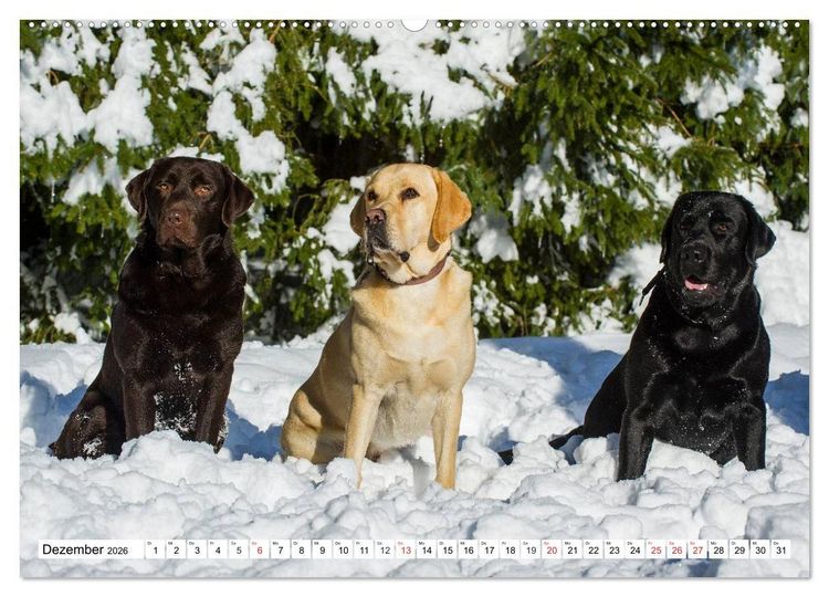 Produktbild: Labrador Retriever - Freunde f&uuml;r&acute;s Leben (hochwertiger Premium Wandkalender 2026 DIN A2 quer), Kunstdruck in Hochglanz
