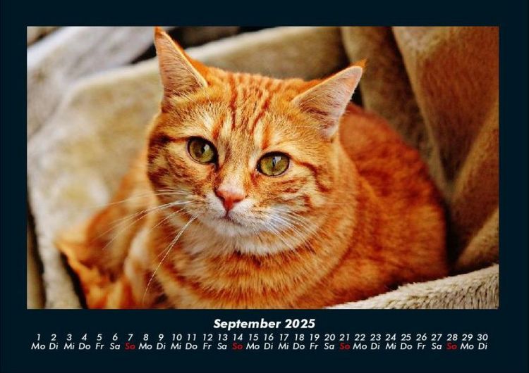 Produktbild: F&uuml;r Katzenfreunde 2025 Fotokalender DIN A4