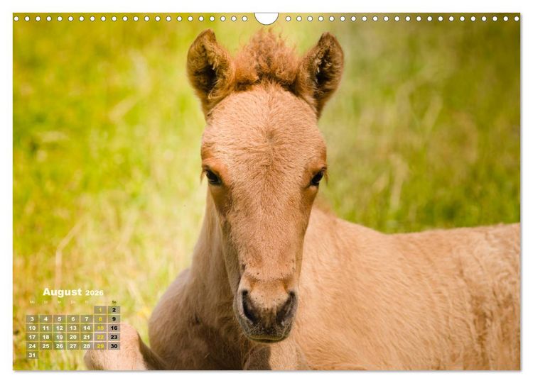 Produktbild: Wunderbare Fohlen (Wandkalender 2026 DIN A3 quer), CALVENDO Monatskalender