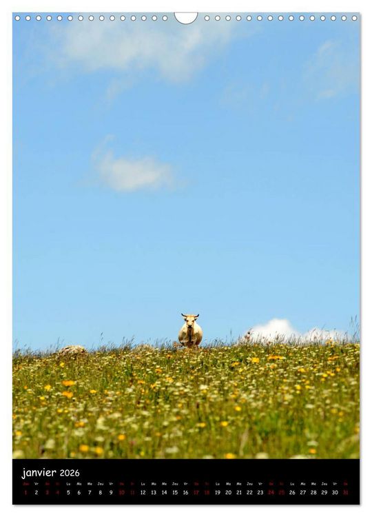 Produktbild: Vaches d'Aubrac (Calendrier mural 2026 DIN A3 horizontal), CALVENDO calendrier mensuel