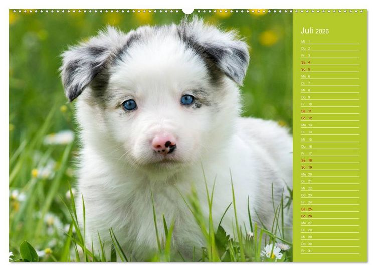 Produktbild: Border Collies - nicht nur schwarzwei&szlig; (Wandkalender 2026 DIN A2 quer), CALVENDO Monatskalender
