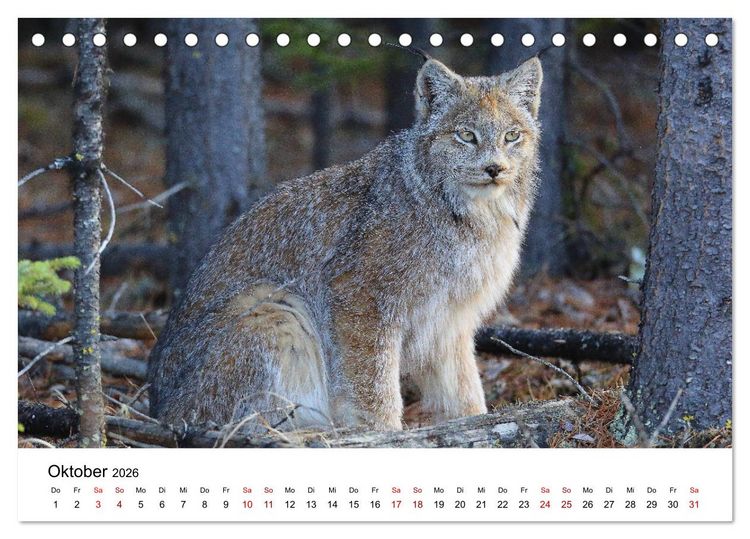 Produktbild: Alaska und West-Kanada (Tischkalender 2026 DIN A5 quer), CALVENDO Monatskalender