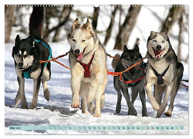 Produktbild: Huskies - Tolle Gef&auml;hrten (Wandkalender 2026 DIN A2 quer), CALVENDO Monatskalender