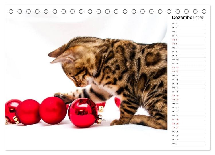 Produktbild: Bengal K&auml;tzchen - Der Geburtstagskalender (Tischkalender 2026 DIN A5 quer), CALVENDO Monatskalender