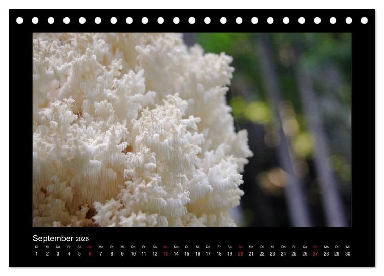 Produktbild: Pilze (Tischkalender 2026 DIN A5 quer), CALVENDO Monatskalender