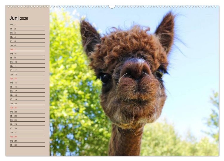 Produktbild: Alpakas und Lamas (hochwertiger Premium Wandkalender 2026 DIN A2 quer), Kunstdruck in Hochglanz