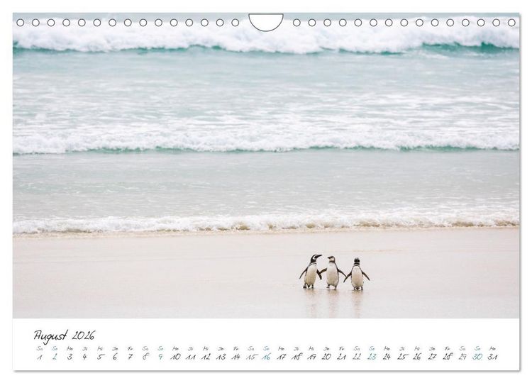 Produktbild: Tierisches von den Falklandinseln (Wandkalender 2026 DIN A4 quer), CALVENDO Monatskalender