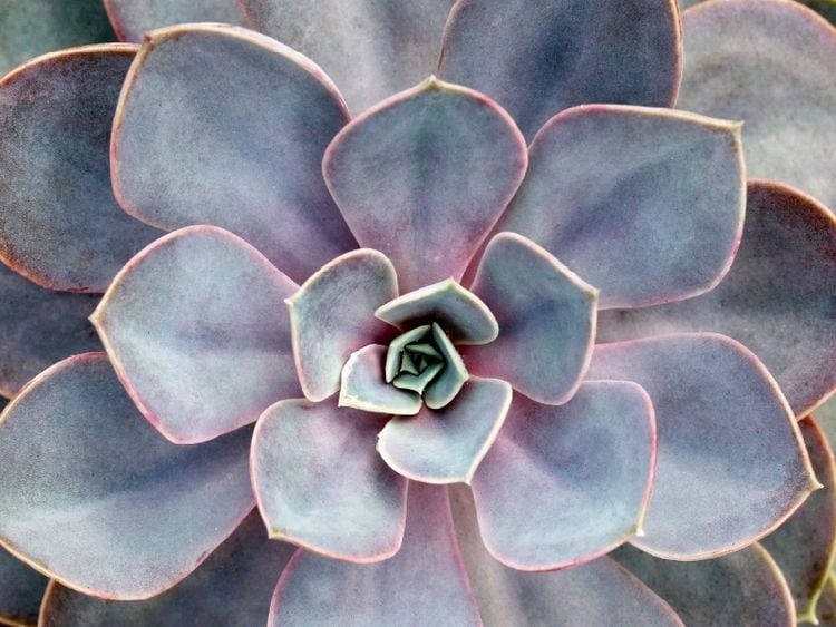 Produktbild: CALVENDO Puzzle Echeveria gibbiflora | 1000 Teile Lege-Gr&ouml;&szlig;e 64x48cm Foto-Puzzle f&uuml;r gl&uuml;ckliche Stunden