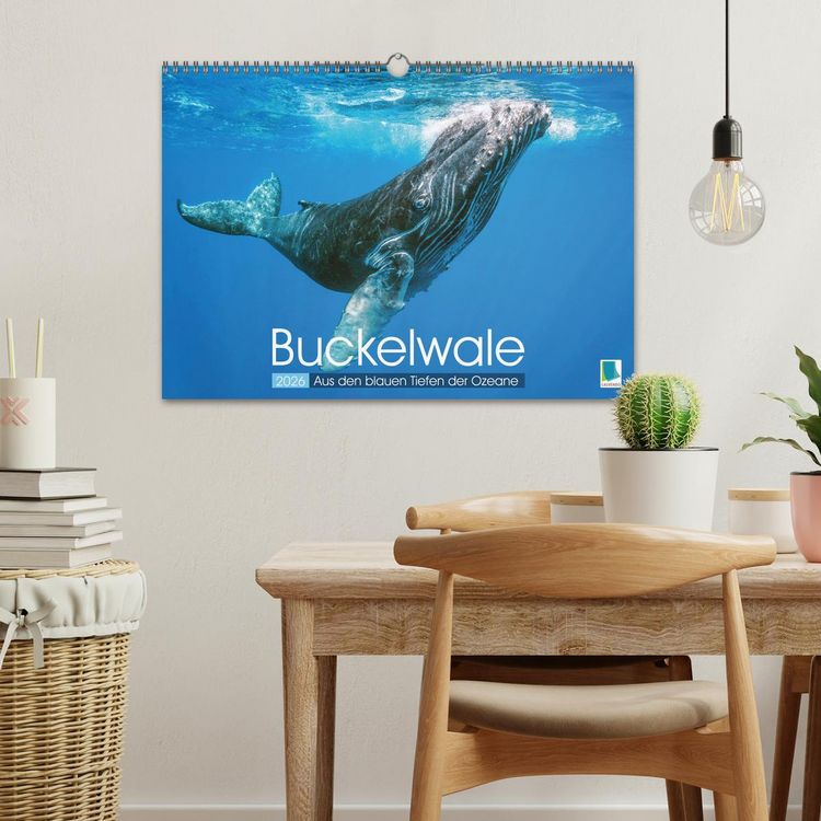 Produktbild: Buckelwale: Aus den blauen Tiefen der Ozeane (Wandkalender 2026 DIN A3 quer), CALVENDO Monatskalender