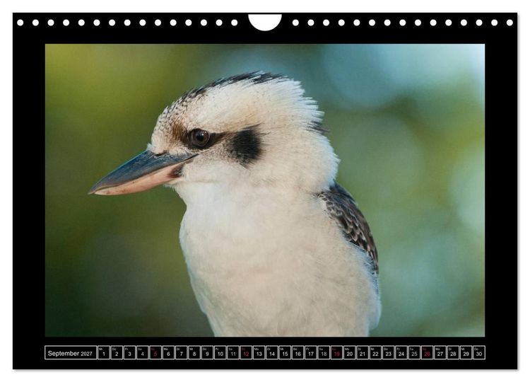 Produktbild: V&ouml;gel von "Down Under" Australien (Wandkalender 2027 DIN A4 quer), CALVENDO Monatskalender