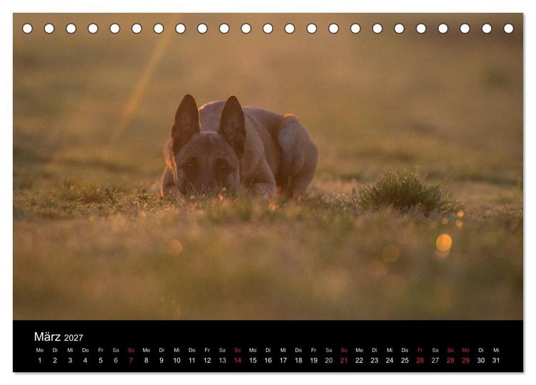 Produktbild: Belgische Sch&auml;ferhunde - Der Malinois im Licht (Tischkalender 2027 DIN A5 quer), CALVENDO Monatskalender