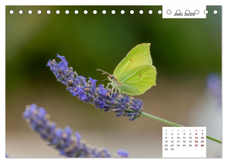 Produktbild: Zwei Tierfotografen Zw&ouml;lf Highlights (Tischkalender 2026 DIN A5 quer), CALVENDO Monatskalender