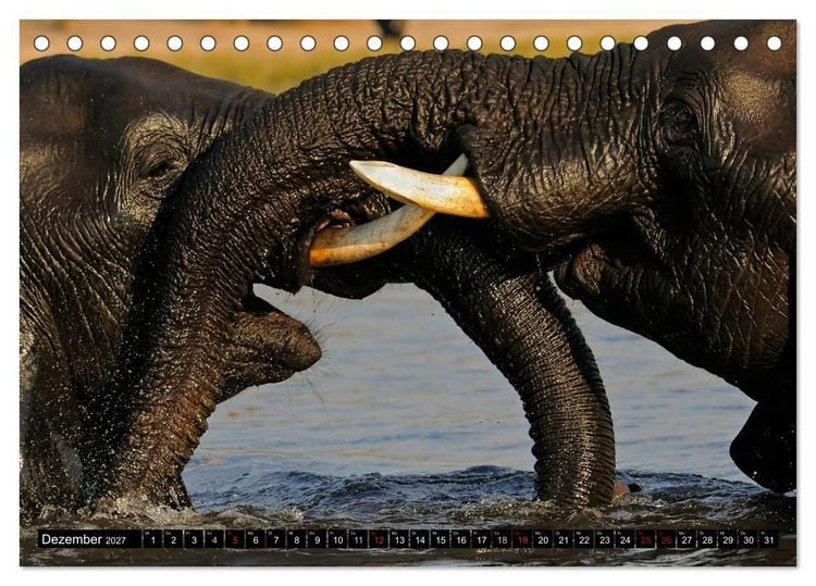 Produktbild: Magie des Augenblicks - Elefanten - Afrikas sanfte Riesen (Tischkalender 2027 DIN A5 quer), CALVENDO Monatskalender