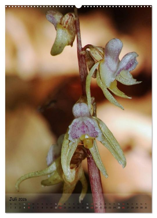 Produktbild: Juwelen der Natur - Ein Orchideensommer (Wandkalender 2026 DIN A2 hoch), CALVENDO Monatskalender