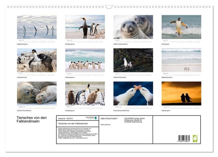 Produktbild: Tierisches von den Falklandinseln (Wandkalender 2026 DIN A2 quer), CALVENDO Monatskalender