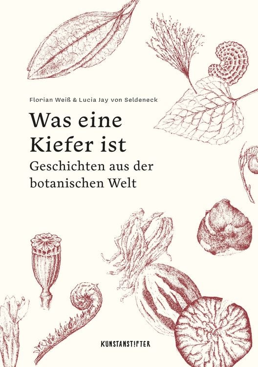 Produktbild: Was eine Kiefer ist