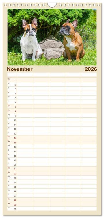Produktbild: Familienplaner 2026 - Kleine Helden - Franz&ouml;sische Bulldoggen mit 5 Spalten (Wandkalender, 21 x 45 cm) CALVENDO