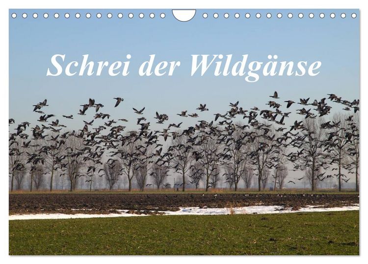 Produktbild: Schrei der Wildg&auml;nse (Wandkalender 2026 DIN A4 quer), CALVENDO Monatskalender