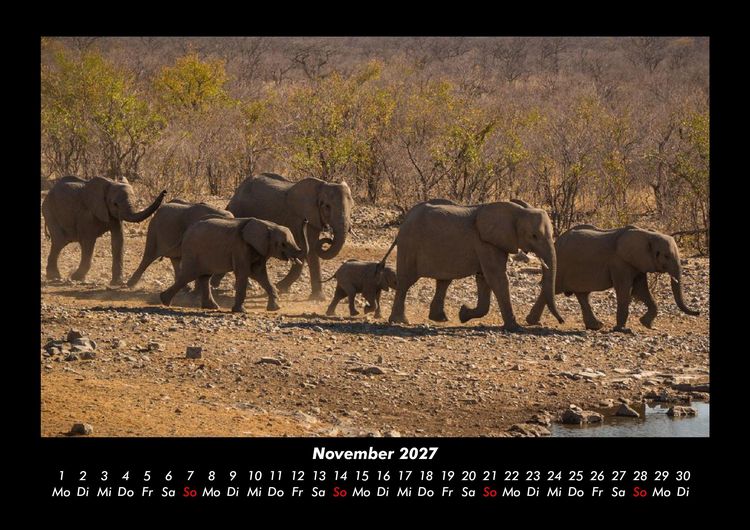 Produktbild: Der Elefantenkalender 2027 Fotokalender DIN A3