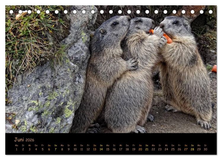 Produktbild: Wildlife - Verspielte Murmeltiere (Tischkalender 2026 DIN A5 quer), CALVENDO Monatskalender