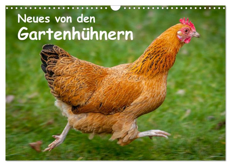 Produktbild: Neues von den Gartenh&uuml;hnern (Wandkalender 2026 DIN A3 quer), CALVENDO Monatskalender