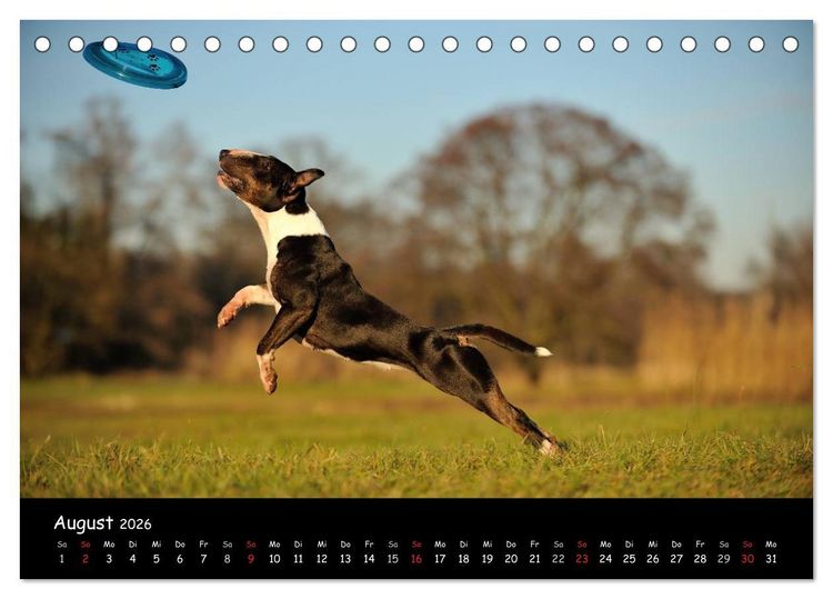 Produktbild: Bullterrier? Was sonst! (Tischkalender 2026 DIN A5 quer), CALVENDO Monatskalender