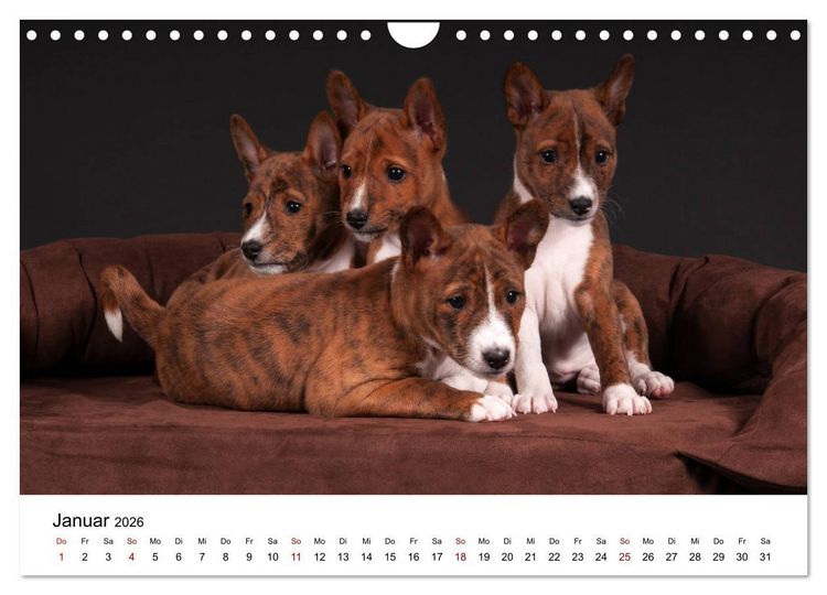 Produktbild: S&uuml;&szlig;e Basenji-Kinder (Wandkalender 2026 DIN A4 quer), CALVENDO Monatskalender