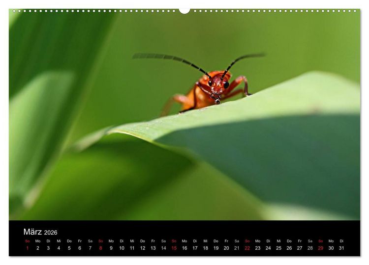 Produktbild: Makro-Kalender 2026 (Wandkalender 2026 DIN A2 quer), CALVENDO Monatskalender