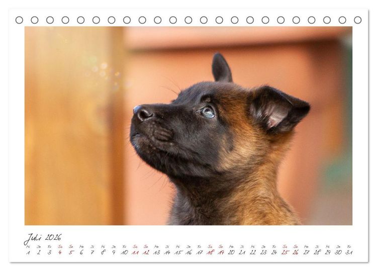 Produktbild: Mit dem Malinois durch das Jahr (Tischkalender 2026 DIN A5 quer), CALVENDO Monatskalender