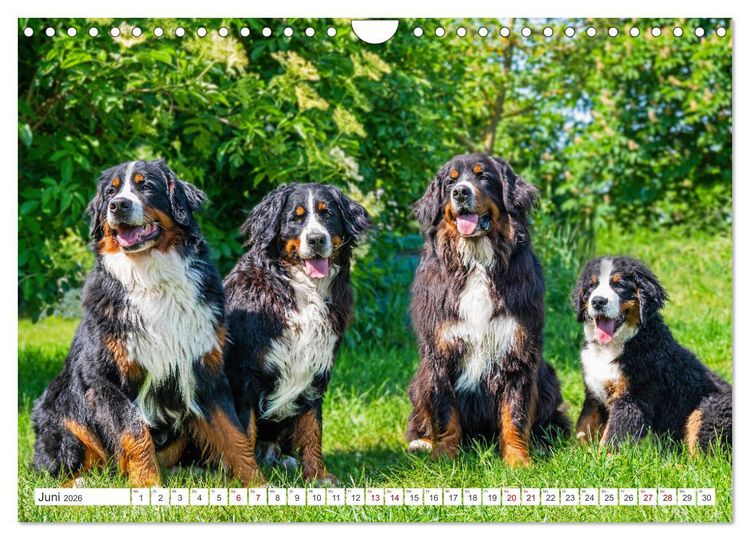 Produktbild: Berner Sennenhund - Ein Freund auf vier Pfoten (Wandkalender 2026 DIN A4 quer), CALVENDO Monatskalender