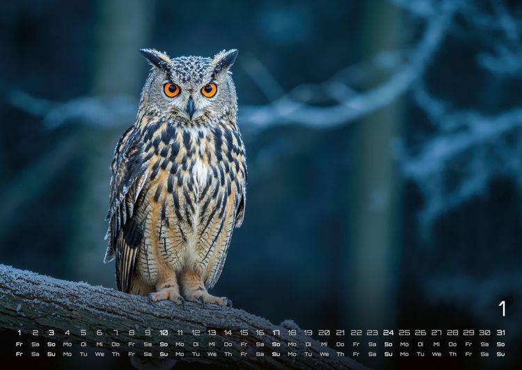 Produktbild: Eulen - W&auml;chter der Nacht - 2027 - Kalender DIN A2