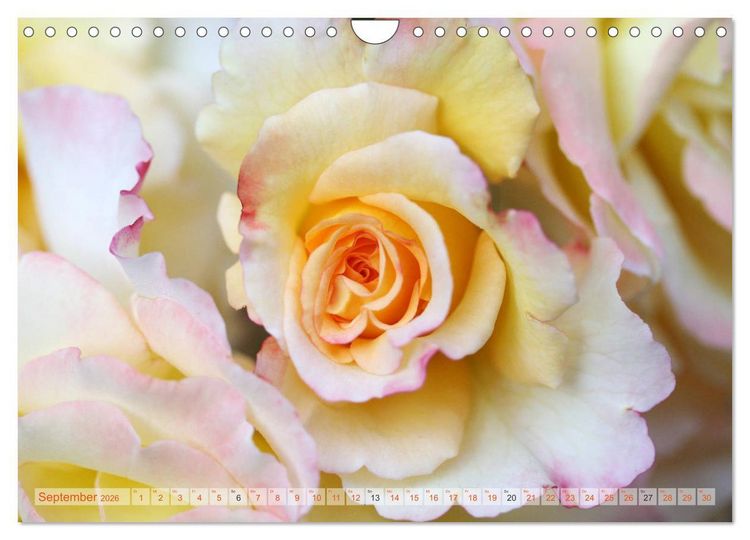 Produktbild: Stolze Rosen (Wandkalender 2026 DIN A4 quer), CALVENDO Monatskalender