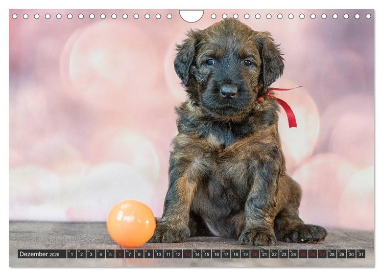 Produktbild: Briard-Welpen - Knuddelb&auml;ren zum Verlieben (Wandkalender 2026 DIN A4 quer), CALVENDO Monatskalender