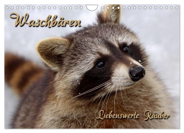 Produktbild: Waschb&auml;ren (Wandkalender 2026 DIN A4 quer), CALVENDO Monatskalender