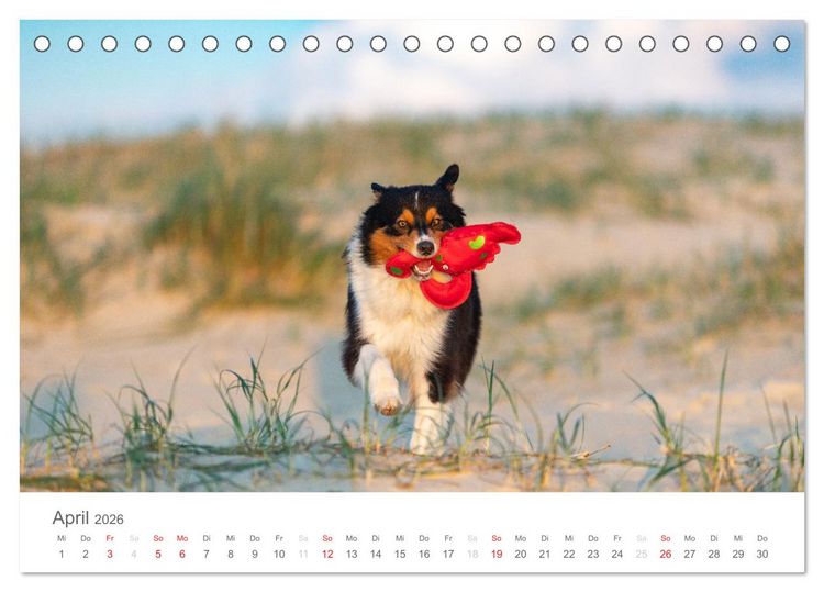 Produktbild: Australian Shepherd 2026 (Tischkalender 2026 DIN A5 quer), CALVENDO Monatskalender