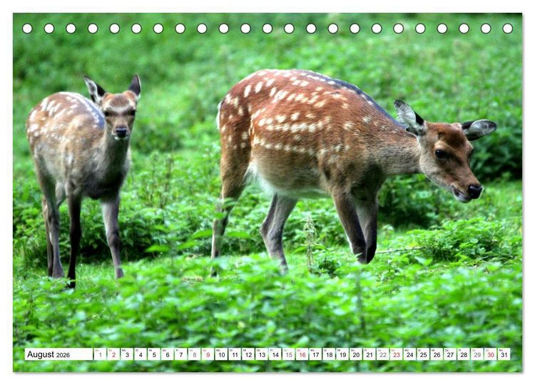 Produktbild: Der Damhirsch - Der Schaufeltr&auml;ger des Waldes (Tischkalender 2026 DIN A5 quer), CALVENDO Monatskalender