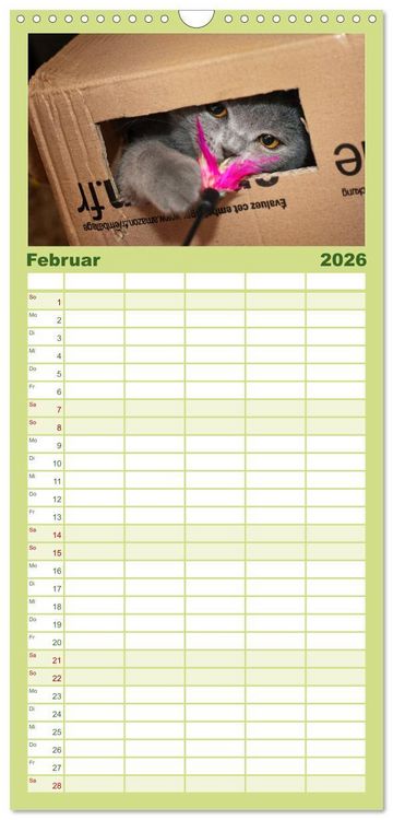 Produktbild: Familienplaner 2026 - B&auml;rige Schmusetiger - Britisch Kurzhaar mit 5 Spalten (Wandkalender, 21 x 45 cm) CALVENDO