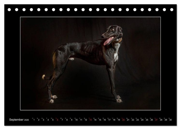 Produktbild: Windhunde - Schnelle Sch&ouml;nheiten (Tischkalender 2026 DIN A5 quer), CALVENDO Monatskalender